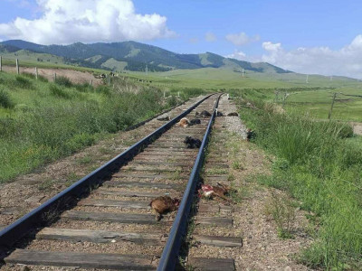 Төмөр замын хориг хашаанд 11 ямаа орж, галт тэргэнд дайруулжээ