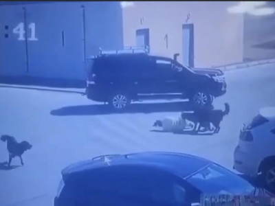НОХОЙД ХАЗУУЛСАН ЭМЭГТЭЙД ТУСЛААГҮЙ ГЭХ ЖОЛООЧ: Би уг нь хашхирч, дуут дохиогоо дарсан