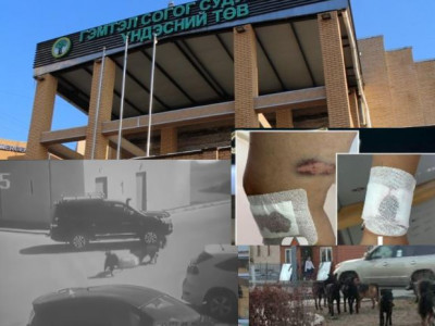 Хуультай танилц: Өдөрт дунджаар 15-20 хүн нохойд хазуулдаг