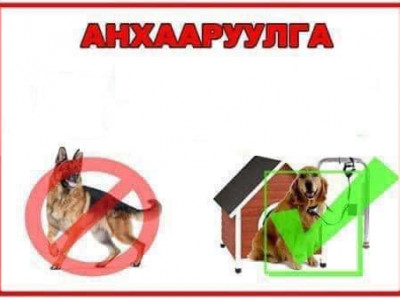 Нохойгоо уяагүйгээс хүн урж хүндэвтэр гэмтэл учруулсан учир эзнийг нь 1 сая төгрөгөөр торгов