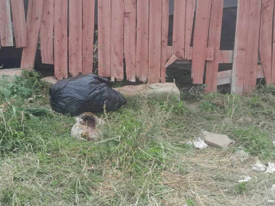 Хяналт шалгалтаар 25000 гаруй тээврийн хэрэгсэлд шалгалт хийж, 51 тарваганы мах илрүүлэн хариуцлага тооцлоо