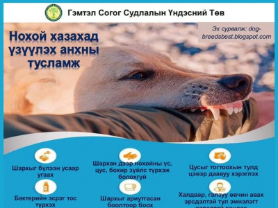 Нохойнд хазуулж, хуруугаа таслуулжээ