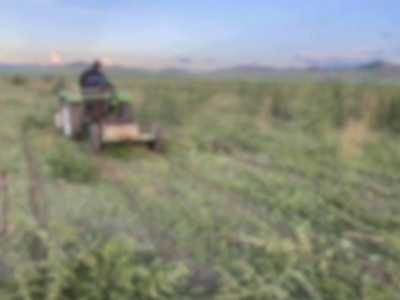 Тариалангийн үйл ажиллагаа эрхэлдэг байгууллага мансууруулах үйлчилгээтэй ургамал тариалсан гэх хэргийг илрүүлэн шалгаж байна