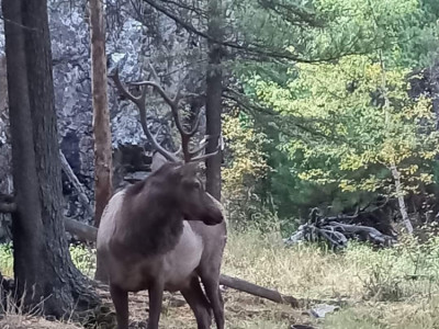 Бугын зураг ойроос дарах гэж байгаад мөргүүлж гэмтжээ