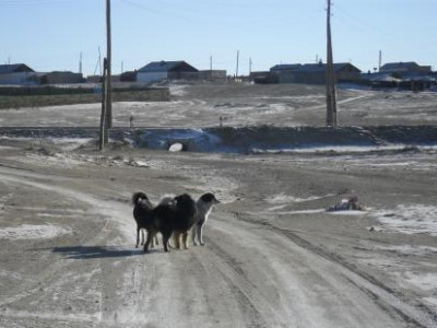 Эзэнгүй нохой, муурыг барих ажилд ТҮК-ийн ажилтнуудыг оролцуулна
