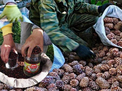 Нэг килограмм самар 22 мянган төгрөгийн үнэтэй байна