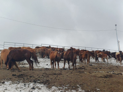 Нийслэлийн мал аж ахуй эрхлэхийг хориглосон бүсэд малаа оруулсан 28 иргэнд зөрчлийн хуулиар арга хэмжээ авчээ