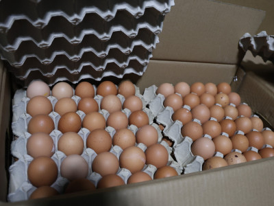 Хуурамч дардастай өндөг худалдан борлуулсан аж ахуйн нэгжид 20.000.000 төгрөгийн торгууль ногдууллаа