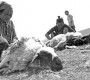 Ноосны урамшууллыг килограмм тутамд 1500-2000 төгрөгөөр тооцно
