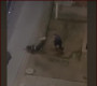 Олон нийтийн газар эмэгтэй хүн зодож буй залуугийн бичлэгийн дагуу шалгалтын ажиллагааг эхлүүлжээ 