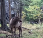 Бугын зураг ойроос дарах гэж байгаад мөргүүлж гэмтжээ