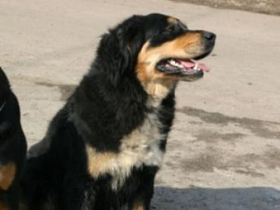 Буриад-Монгол үүлдрийн нохой нь хүний хамгийн сайн нөхөр 