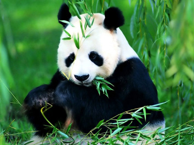 Зэрлэг пандаг хөнөөж, махыг нь худалдаалж байжээ