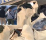 Монгол залуус Хонг Конгийн дэлгүүрээс хулгай хийж байгаад баригджээ 