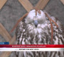 Ж.Энхбаяр: Засгийн газрын НУУЦ тогтоолоор 750 шонхор шувууг зарсан /бичлэг/