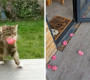 Гэрийнхээ цэцэрлэгээс цэцэг түүн хөршдөө бэлэглэдэг “романтик муур”