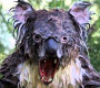 Австрали КОАЛА баавгайн махчин төрөл Aлyypчин DROP BEAR