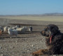 Нүүдэлчин соёлыг хамгаалагч Монгол банхар 